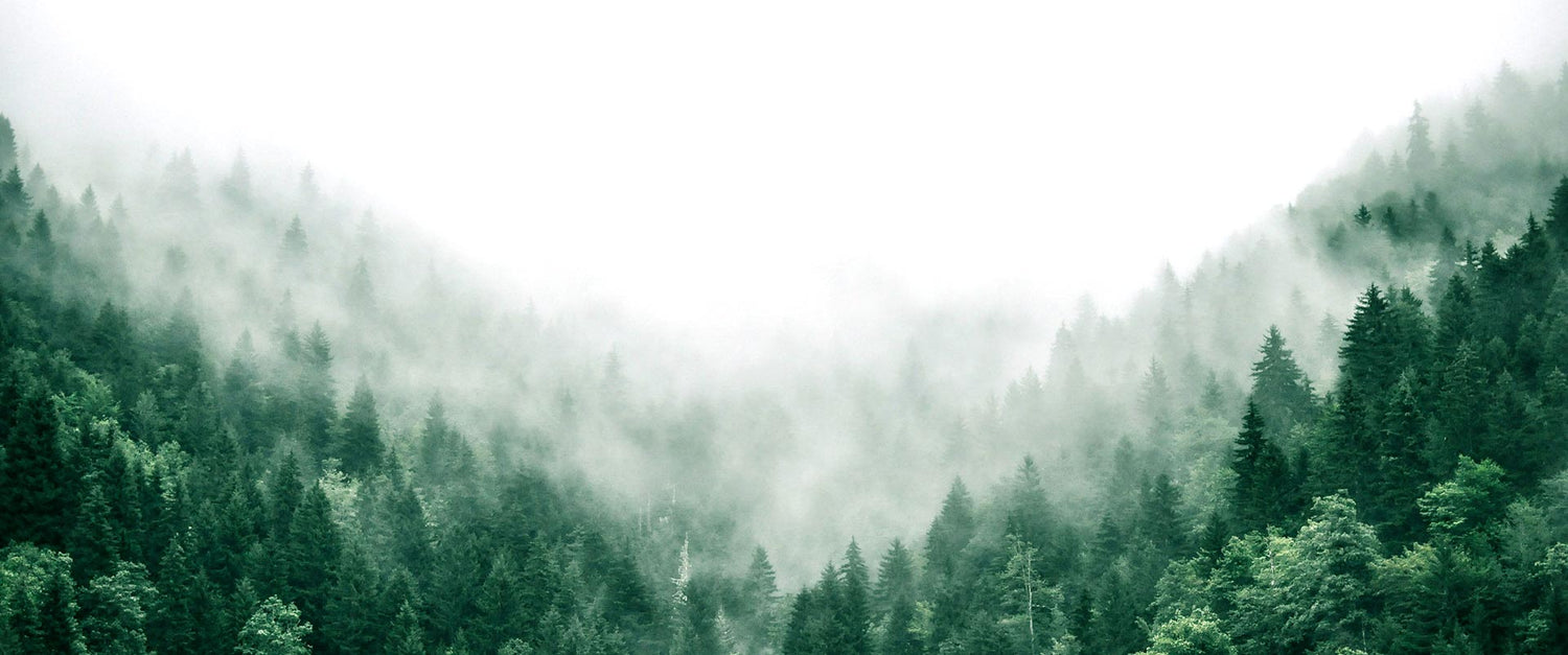 Forêt canadienne verte avec de la brume